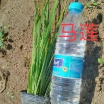 马蔺