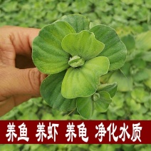 水芙蓉苗水浮萍水葫芦养草养鱼养虾鱼缸池塘造景水草水培植物