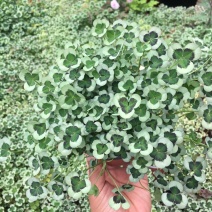 三叶草花苗幸运草熔岩酢浆草盆栽耐寒植物彩叶观叶绿植花卉