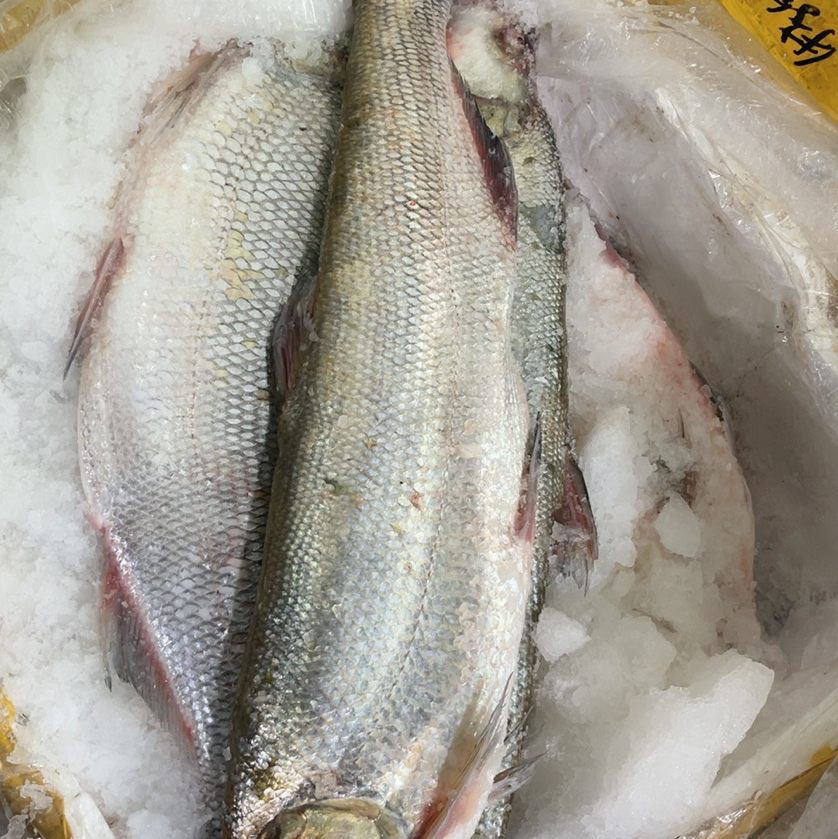 [翘嘴白批发]上海松江区白鱼 25.00元/斤大白鱼 _ 一亩田