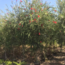 大量红千层（串钱柳）原生苗2、3公分出售