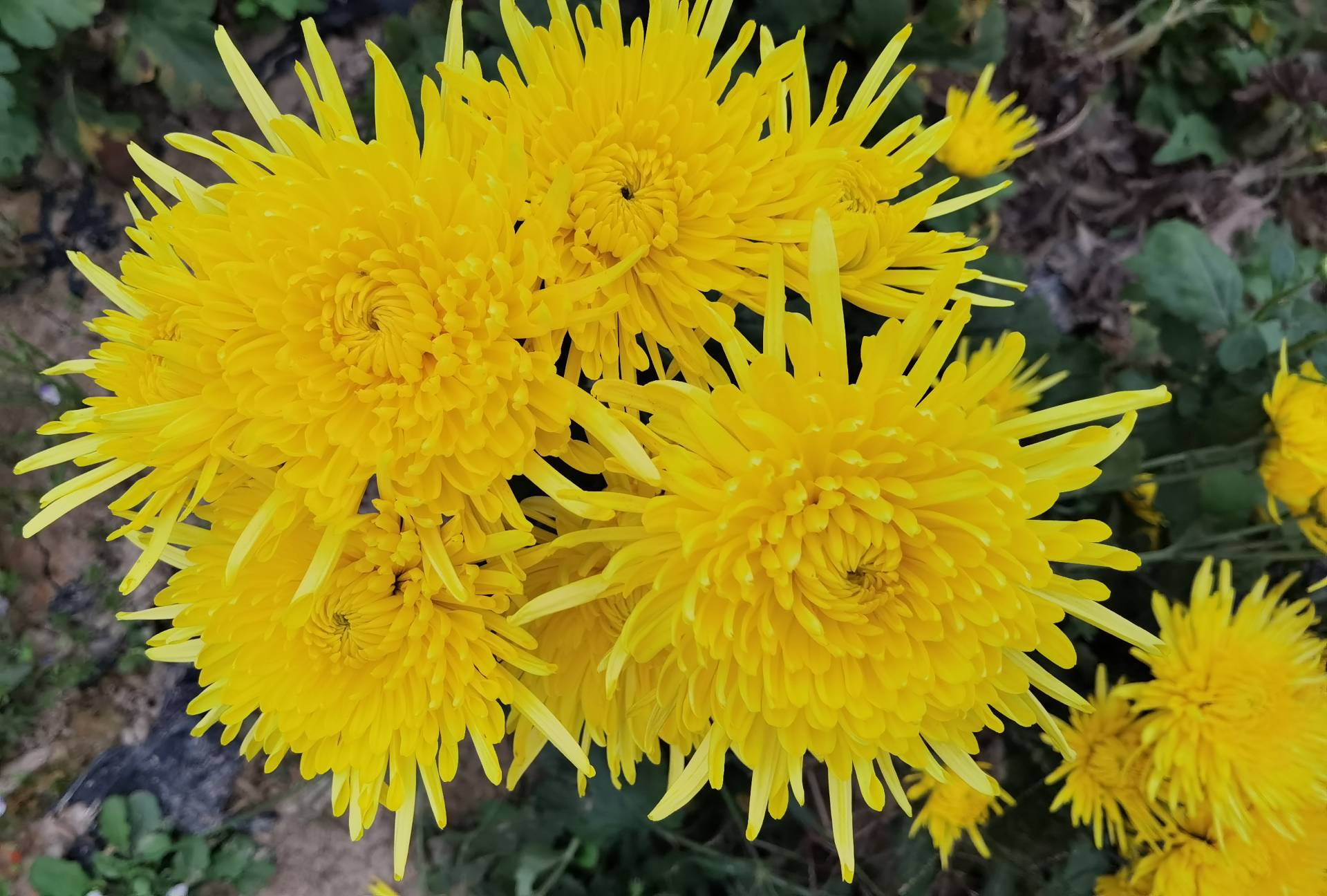 高清特写展示金丝皇菊花瓣的细腻纹理与金黄色泽 金丝皇菊花朵特写