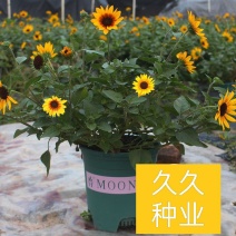 光辉岁月向日葵花苗盆栽多年生持续开花阳台庭院花卉植物