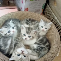 美短猫咪
