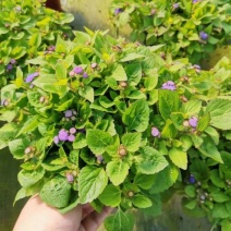 藿香蓟盆栽花苗室外阳台庭院草本花镜植物霍香菊带花苞