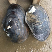 精品生鲜河蚌肉活体洗干净精肉都有，可供商超市场，欢迎合作