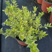 香桃木苗绿植盆栽爱神木香草花卉阳台庭院不易生虫