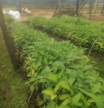 出售木姜子树苗联系我时请说是一亩田上看到的