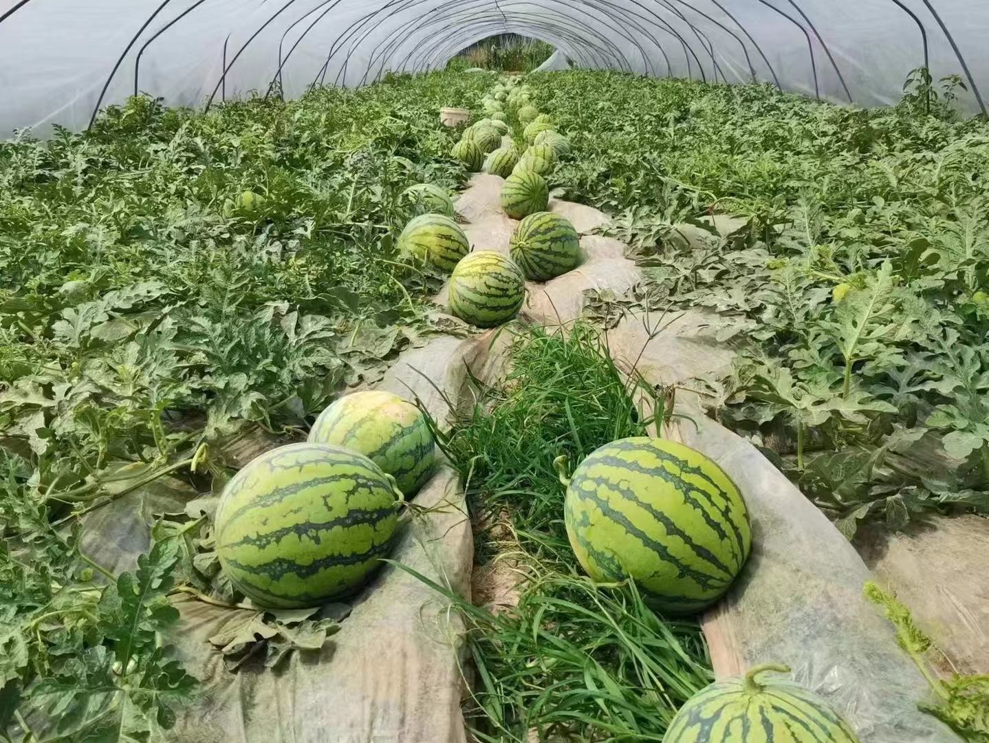 江苏南汇8424西瓜种植大棚航拍图