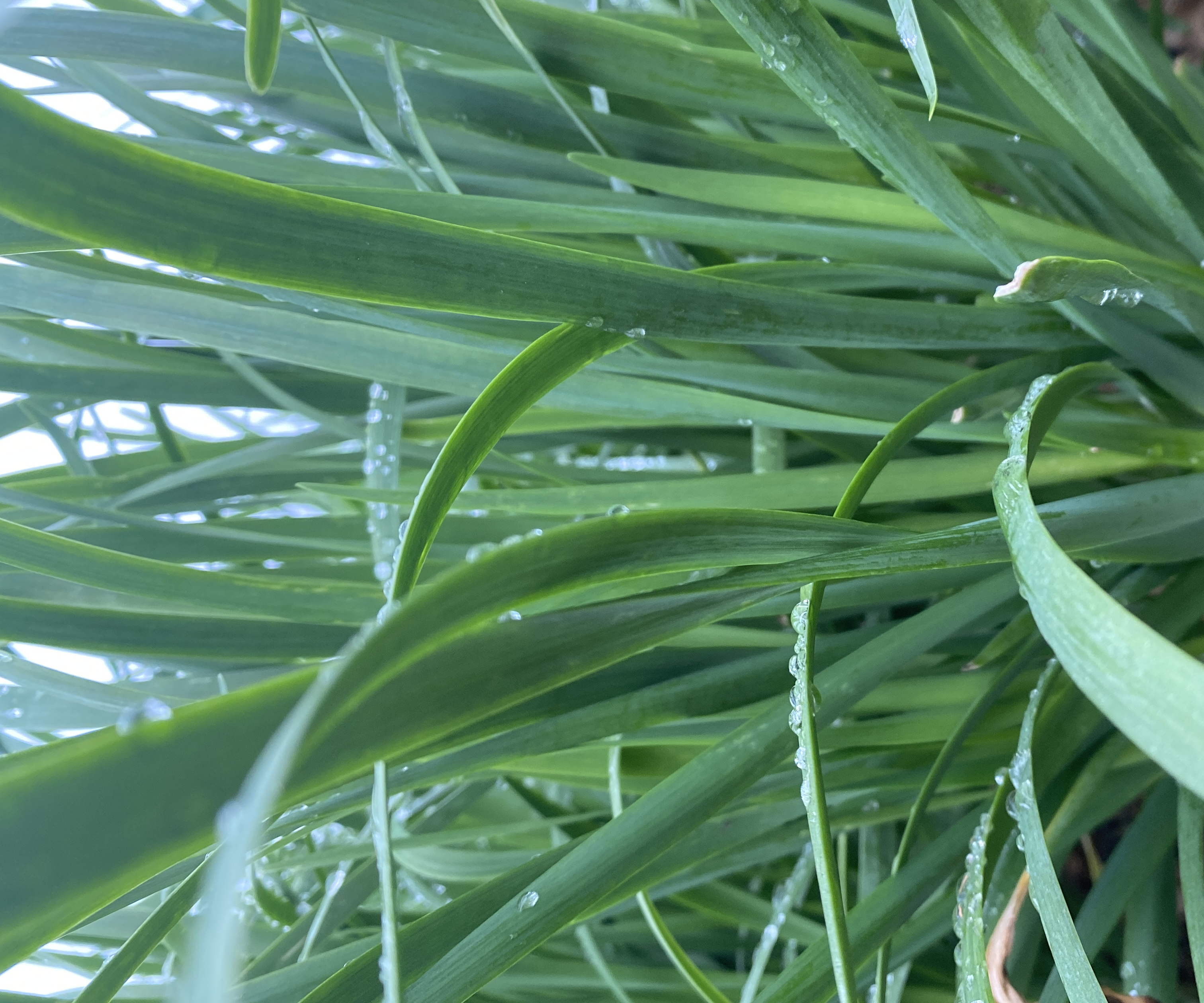 清晨阳光下的韭菜田,叶片上布满晶莹露珠 韭菜叶上晨露