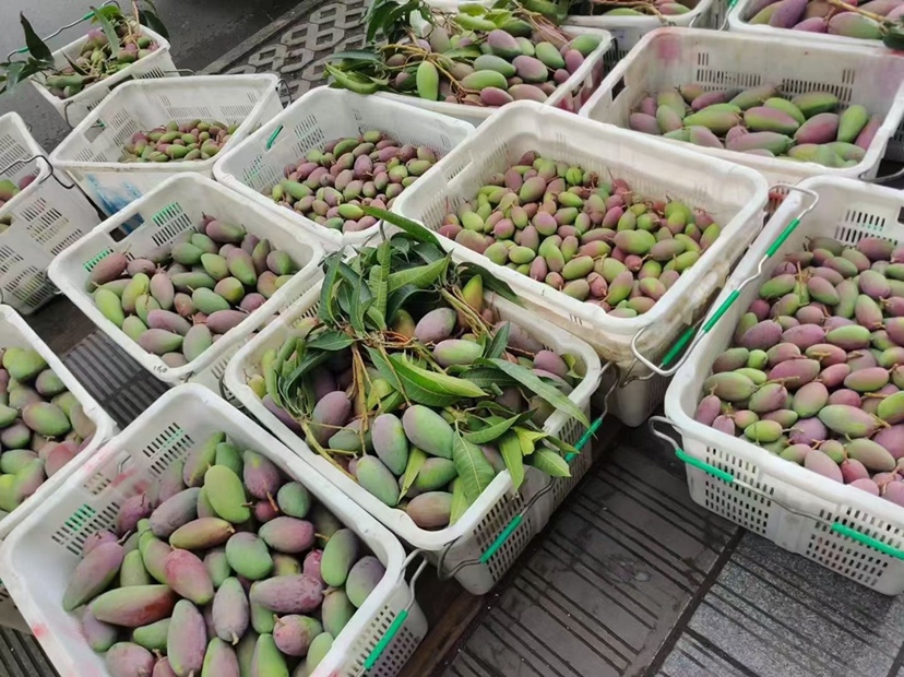 现代化的海南贵妃芒分拣包装车间,工人们正在对新鲜采摘的贵妃芒进行清洗、分级、贴标、装箱,纸箱印有‘海南贵妃芒’地理标志字样,一旁有快递物流人员准备打包发货 海南贵妃芒包装与发货现场