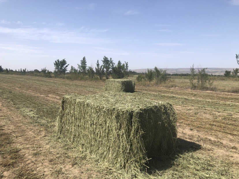 油菜田除草剂安全使用警示标志