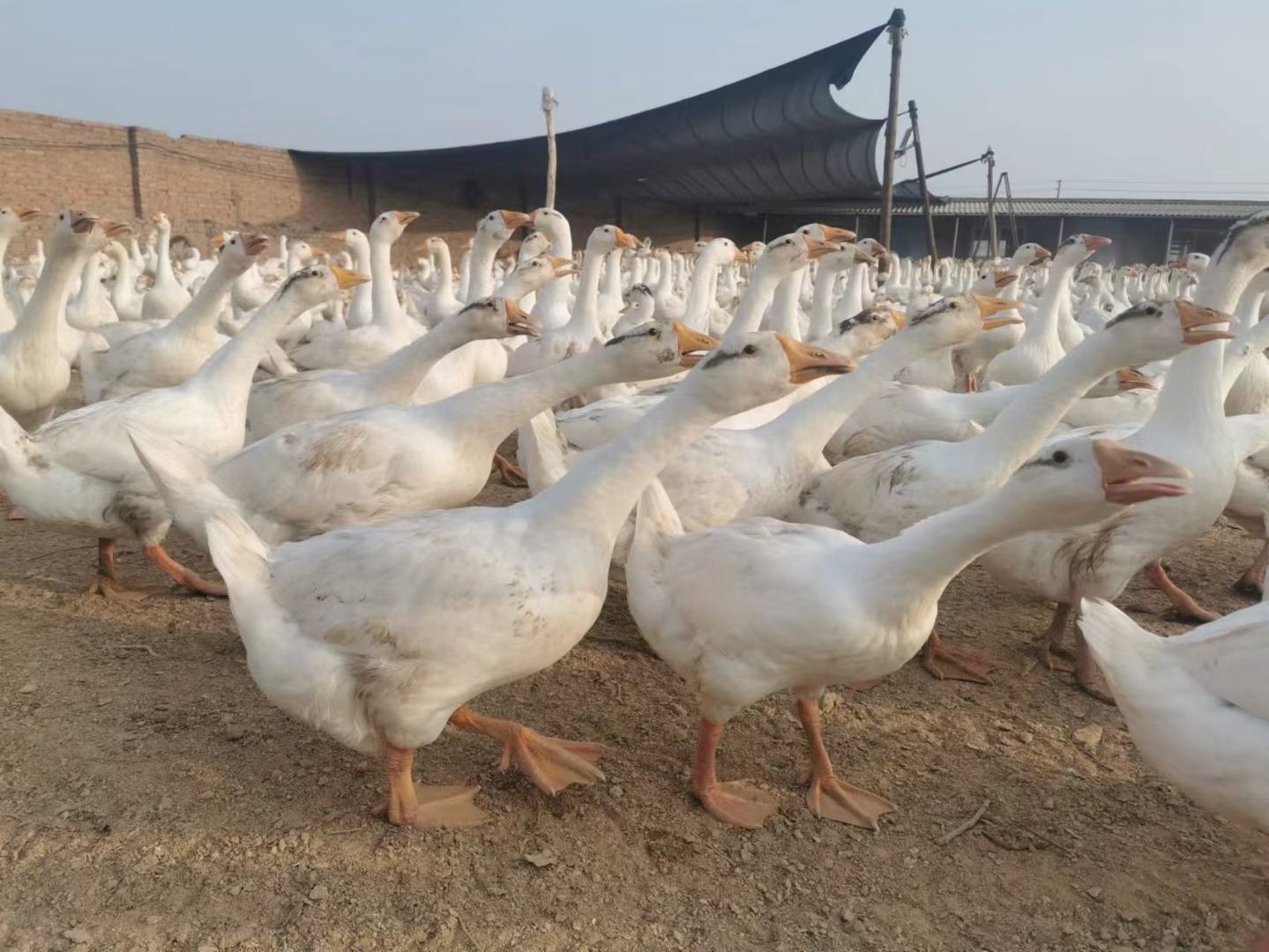 一群健康活泼的白狮头鹅苗在阳光下自由活动 白狮头鹅苗群体