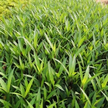 翠芦莉