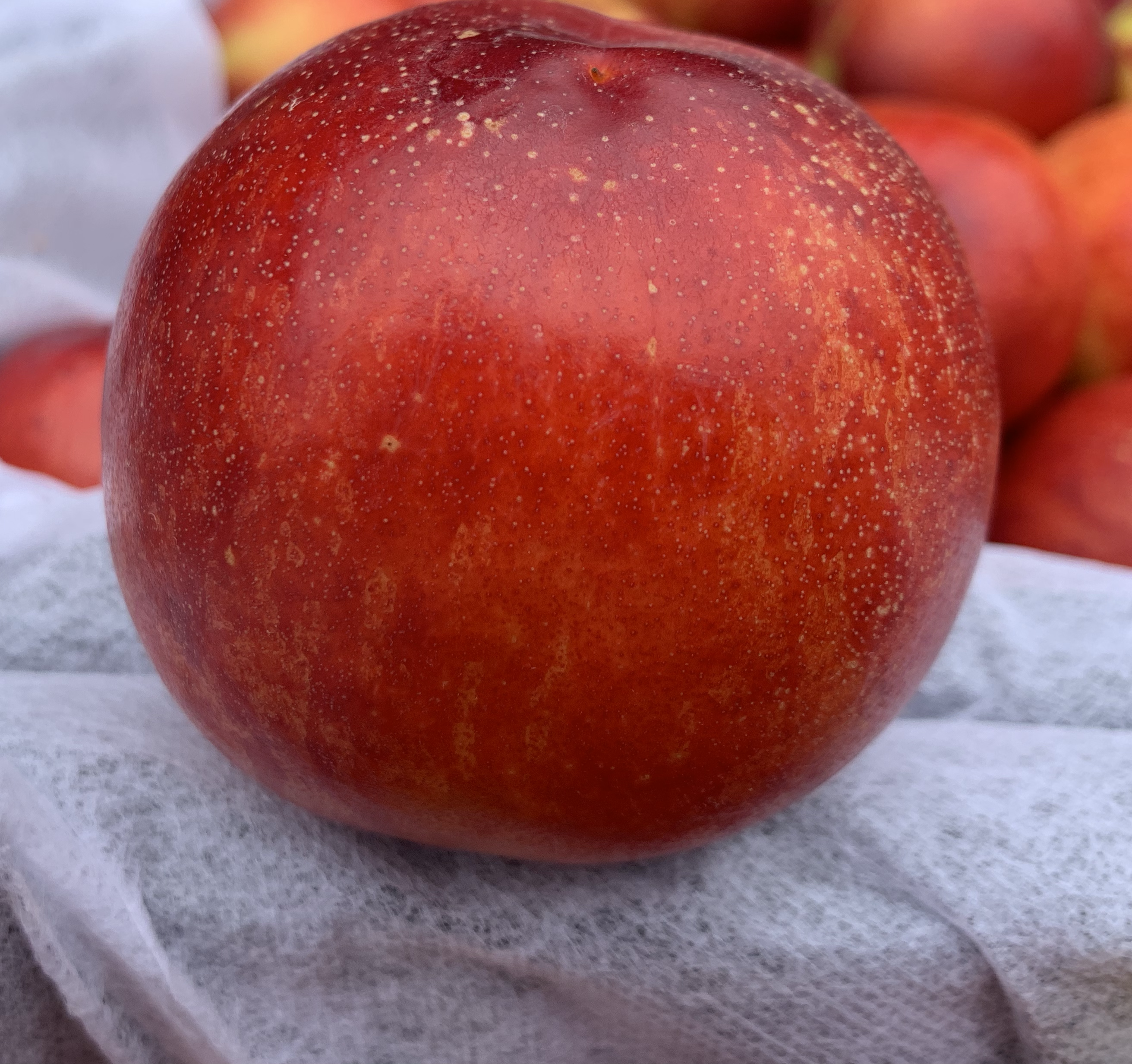 中油10号油桃果实特写展示图