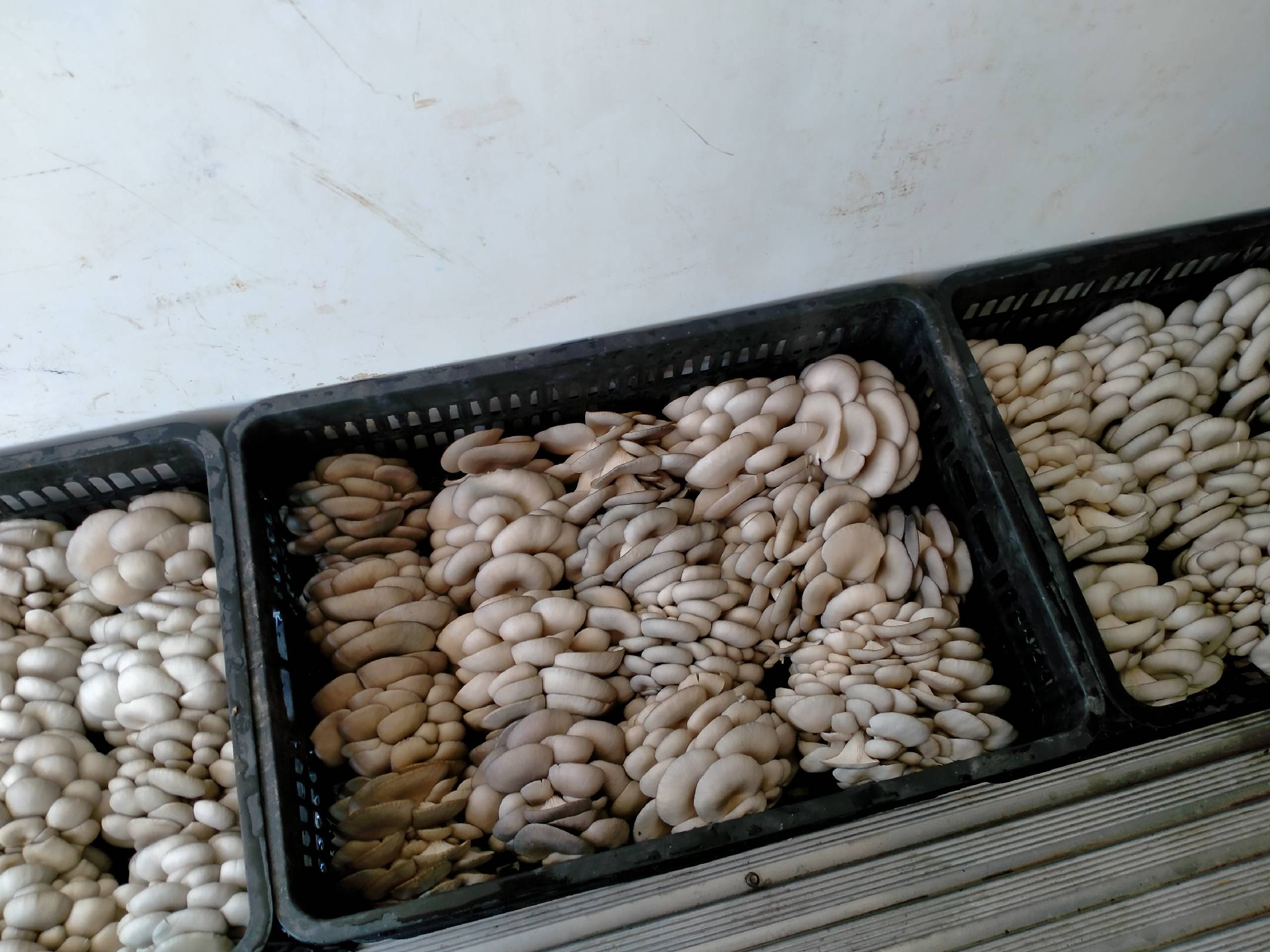 野生新鲜平菇的烹饪方式展示