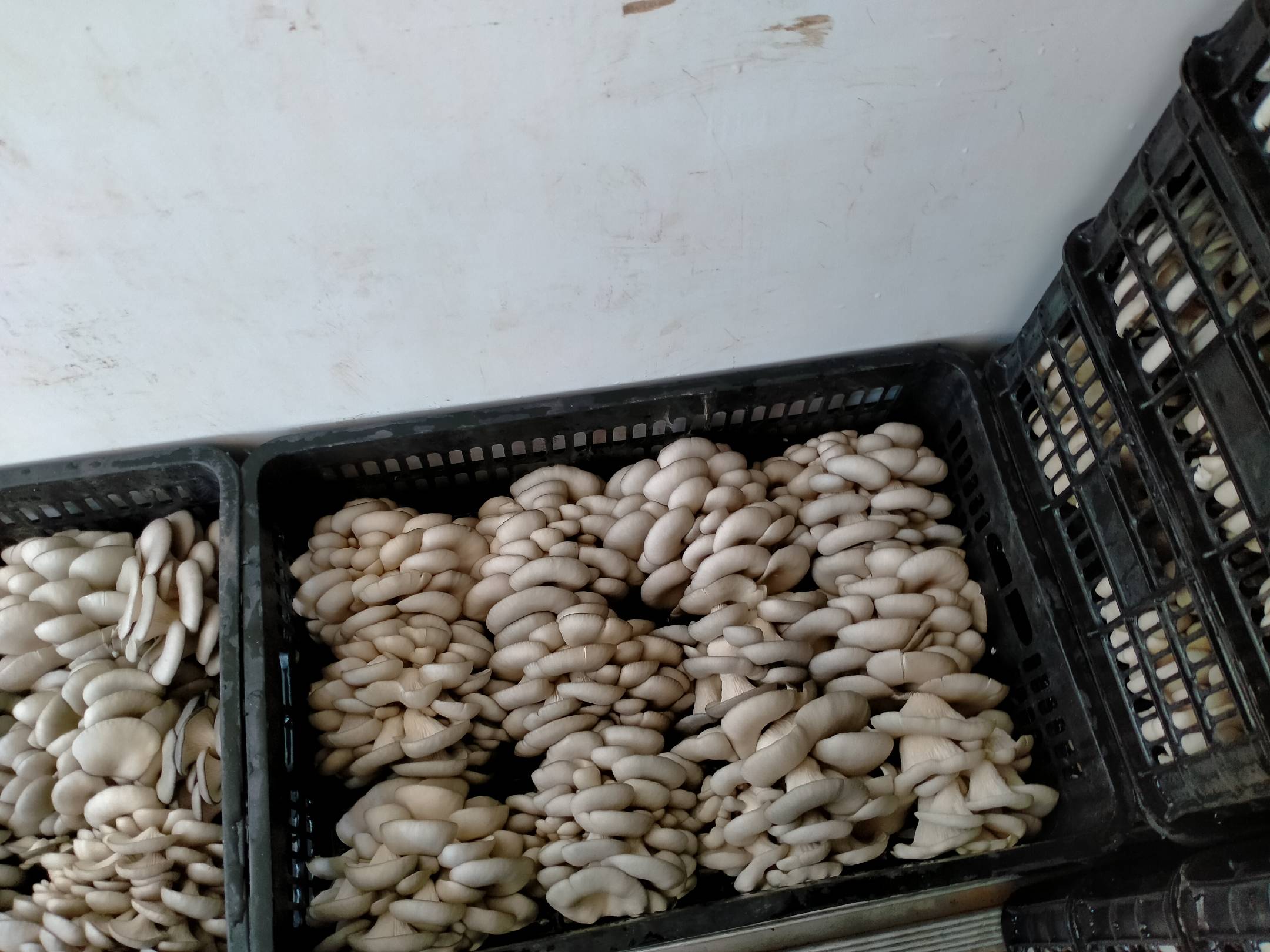 冬瓜和平菇一起怎么炒好吃 - 成品展示