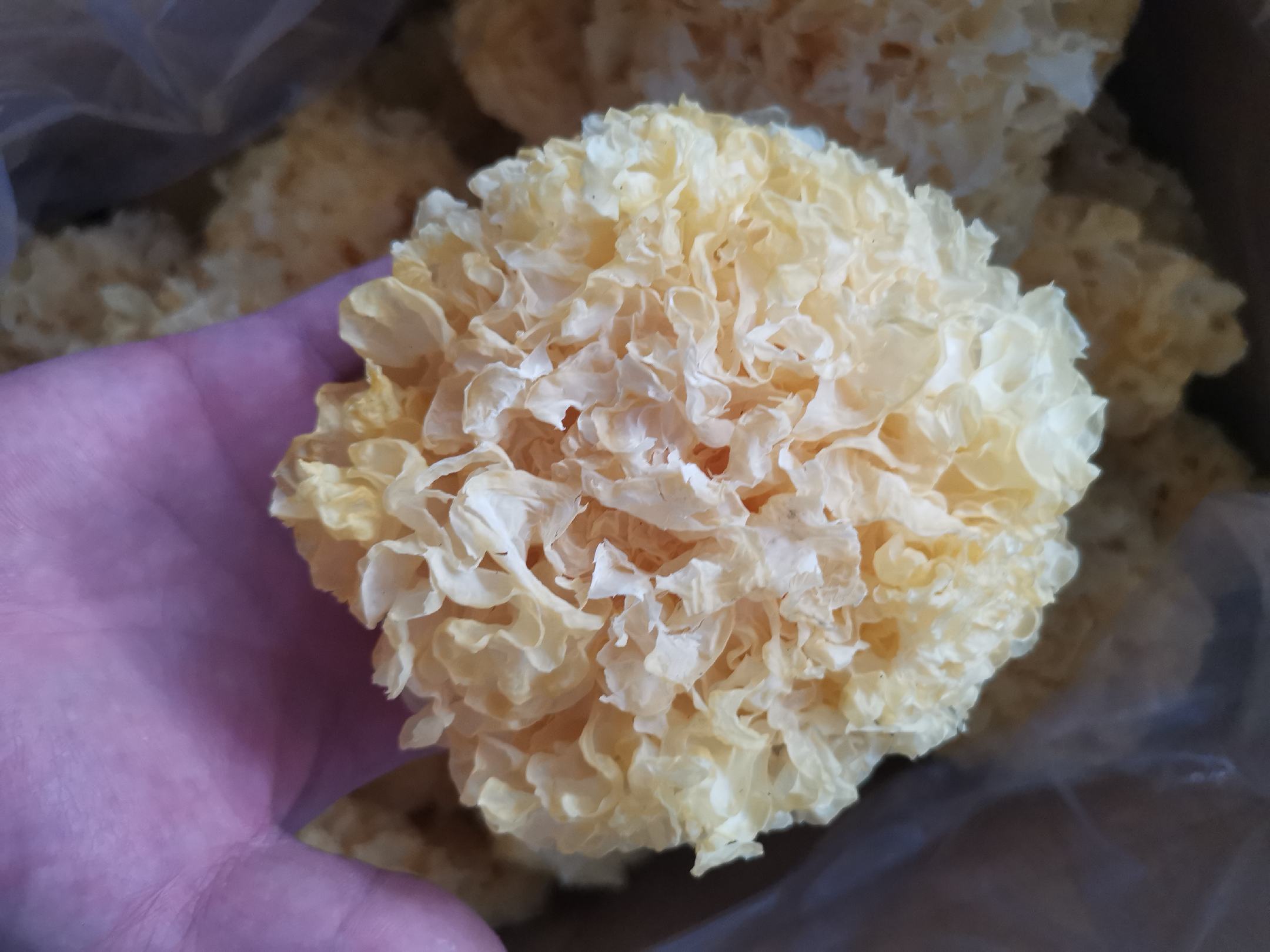 丑耳初步清洗步骤