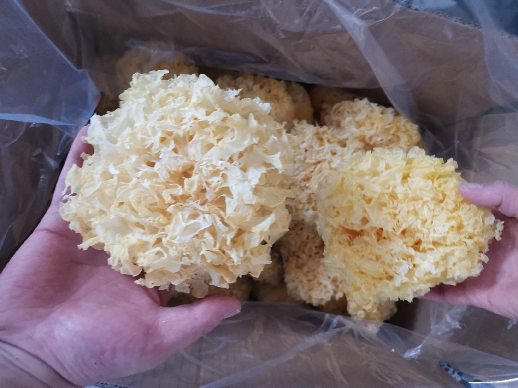 一组耵耳深加工产品陈列图:左侧为真空包装即食耵耳脆,中间为玻璃瓶装耵耳酵素原液,右侧为礼盒装干品耵耳配竹制收纳盒,背景为现代厨房场景,突出产品多样性与高端定位 耵耳深加工产品展示