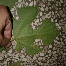 我想卖药材