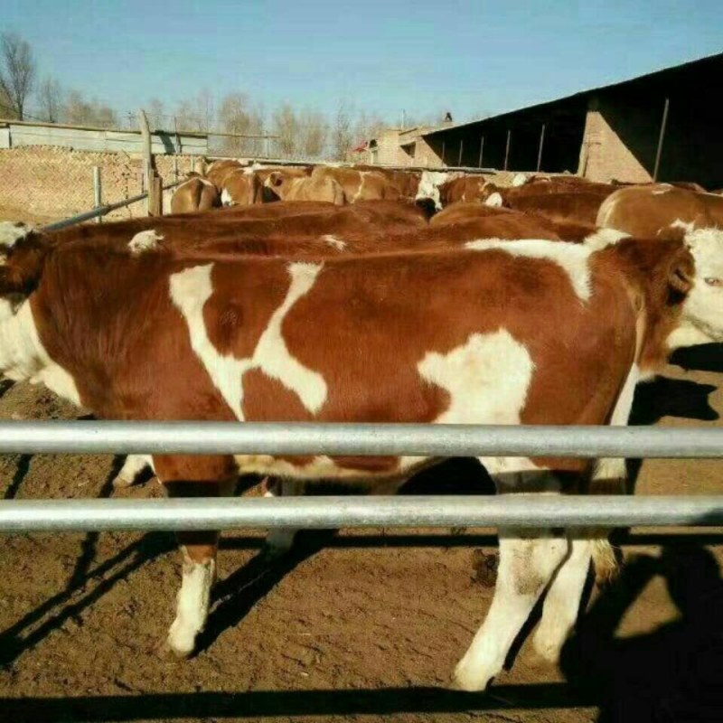 肉牛专业合作社现售荷兰牛生长快抵抗力强