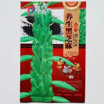 黑芝麻种子早熟高产优质养生黑白芝麻种籽含油高大田用种