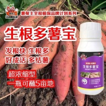 （生根多薯宝）红甘薯地瓜用超高磷钾膨大吨薯宝薯帮生根剂
