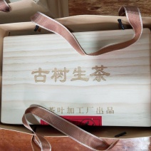 普洱古树生茶