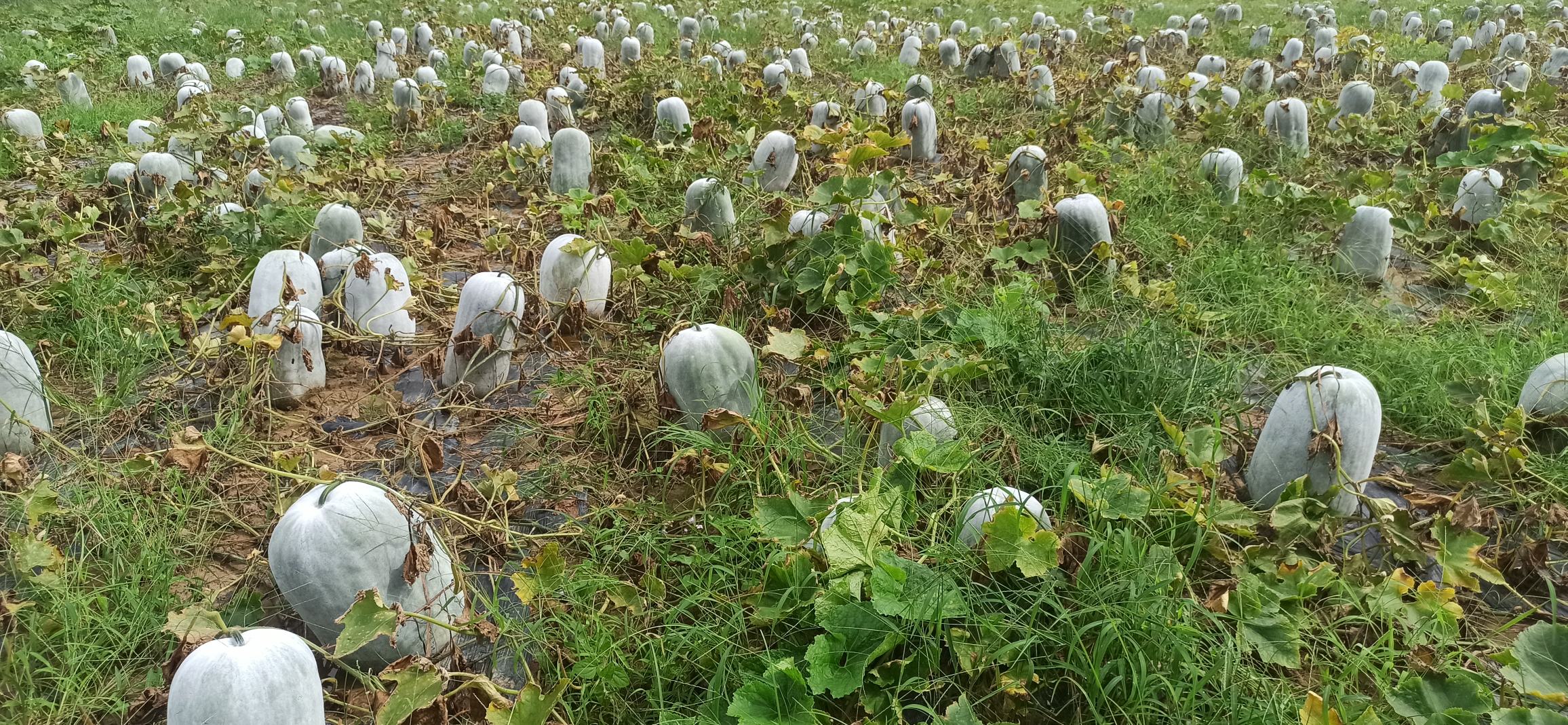 白皮冬瓜种植基地