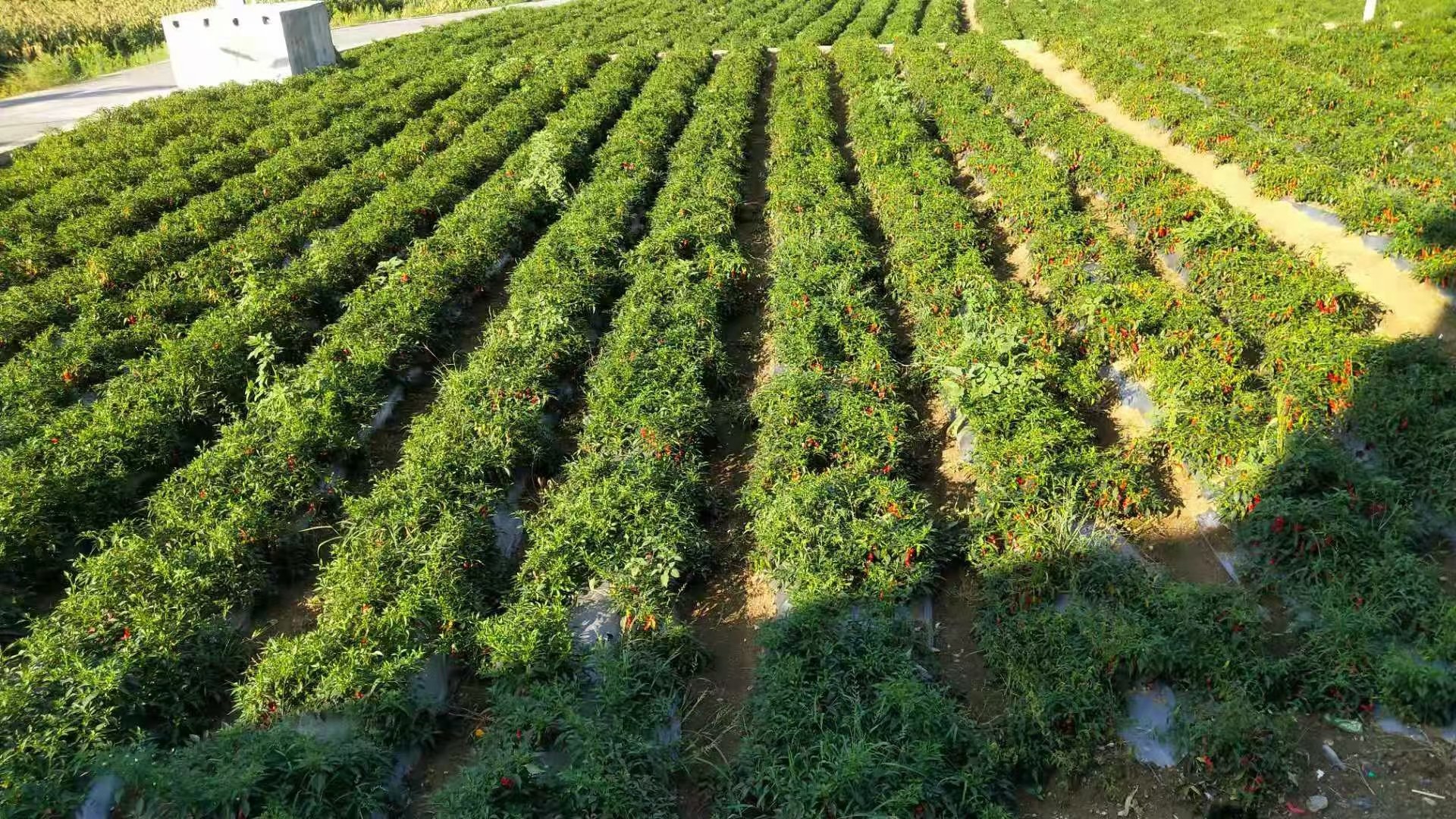 鲜辣椒种植田实景图