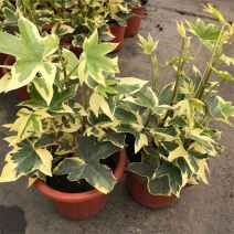 花叶熊掌木盆栽苗室内外常绿盆景类绿植美观