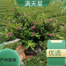 满天星地苗，杯苗，工程苗，大量上市，量大从优，紫花满天星