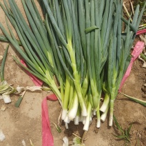 脱水葱，货源充足，常年供货