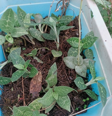 [野生金线莲批发]银线莲价格3.00元/棵 - 一亩田