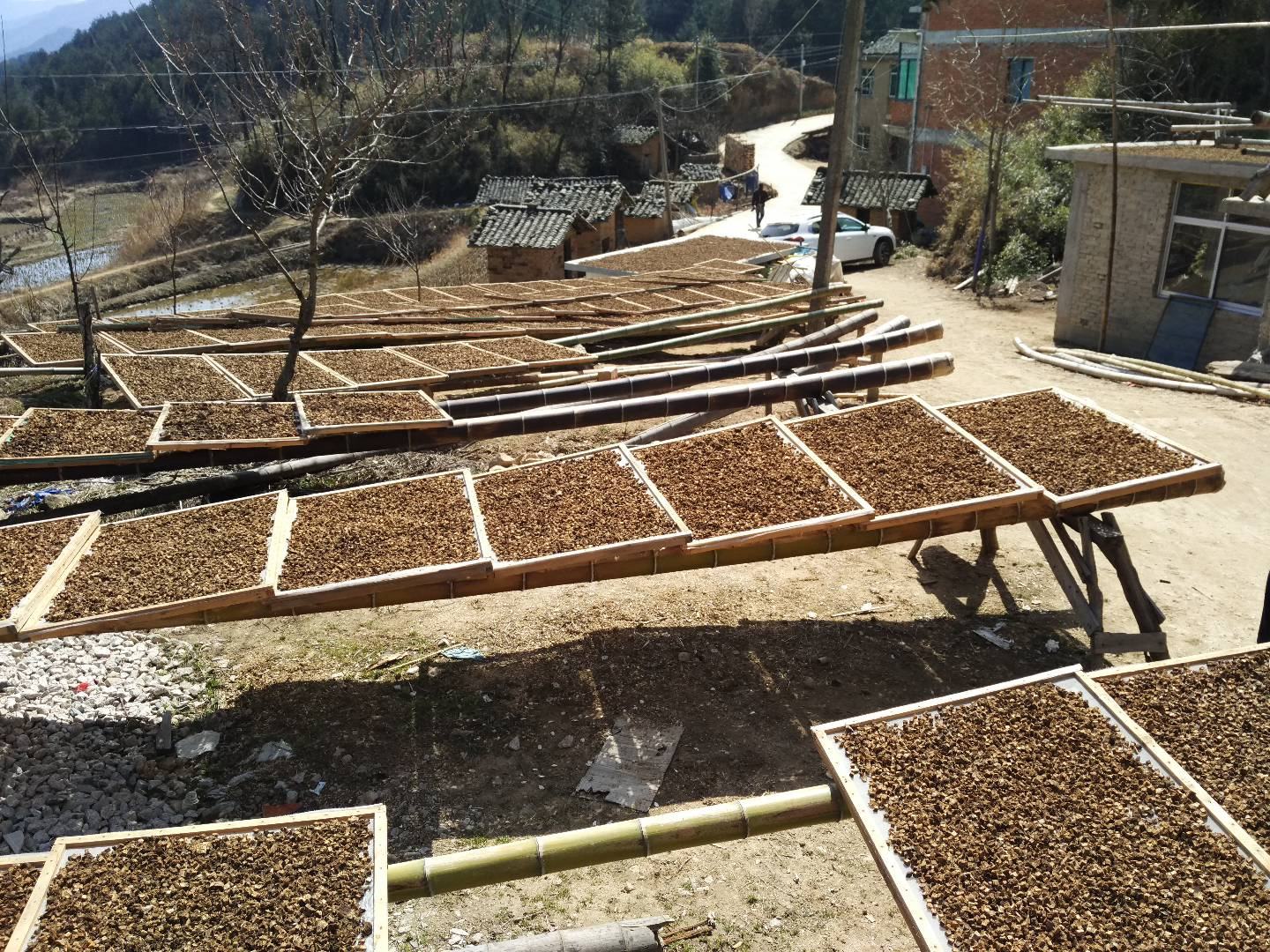 竹叶柴胡晾晒场景,展示农民在田间晾晒柴胡根部,阳光充足,环境干净 竹叶柴胡晾晒加工场景