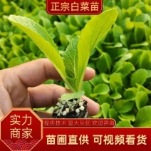 云南优质白菜苗，基地直发，抗病性强，成活率高，质量保证。