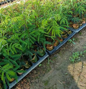 [相思树苗批发]黑木相思价格2.00元/棵 - 一亩田