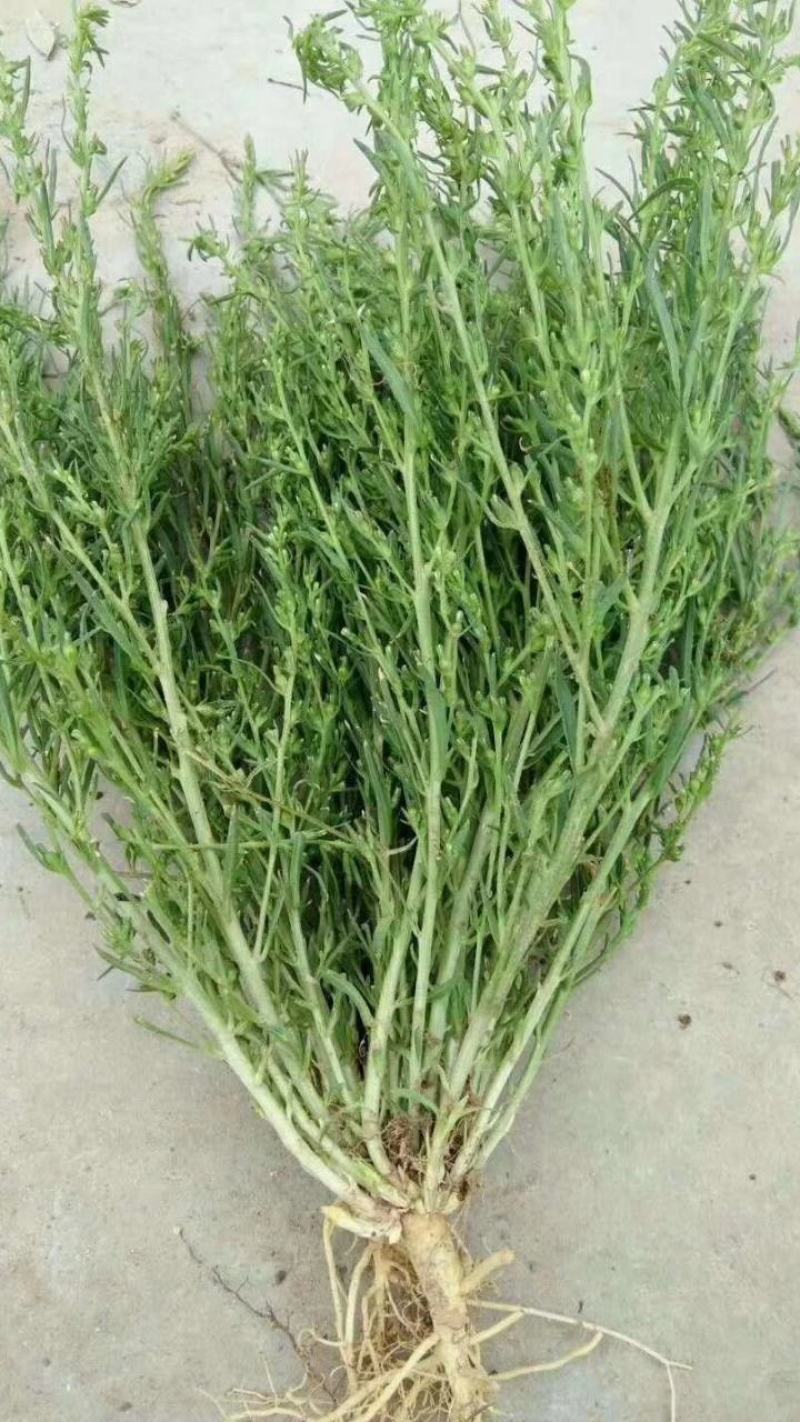 麦黄草种子百蕊草种子野胡麻种子