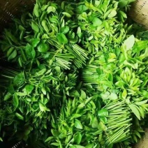树仔菜天绿香海南五指山野菜