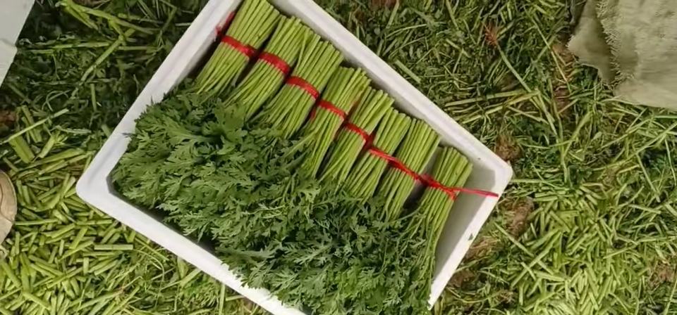 图片说明: 清新翠绿的新鲜蒿子杆摆放在竹篮中,背景为田园风光 新鲜采摘的蒿子杆