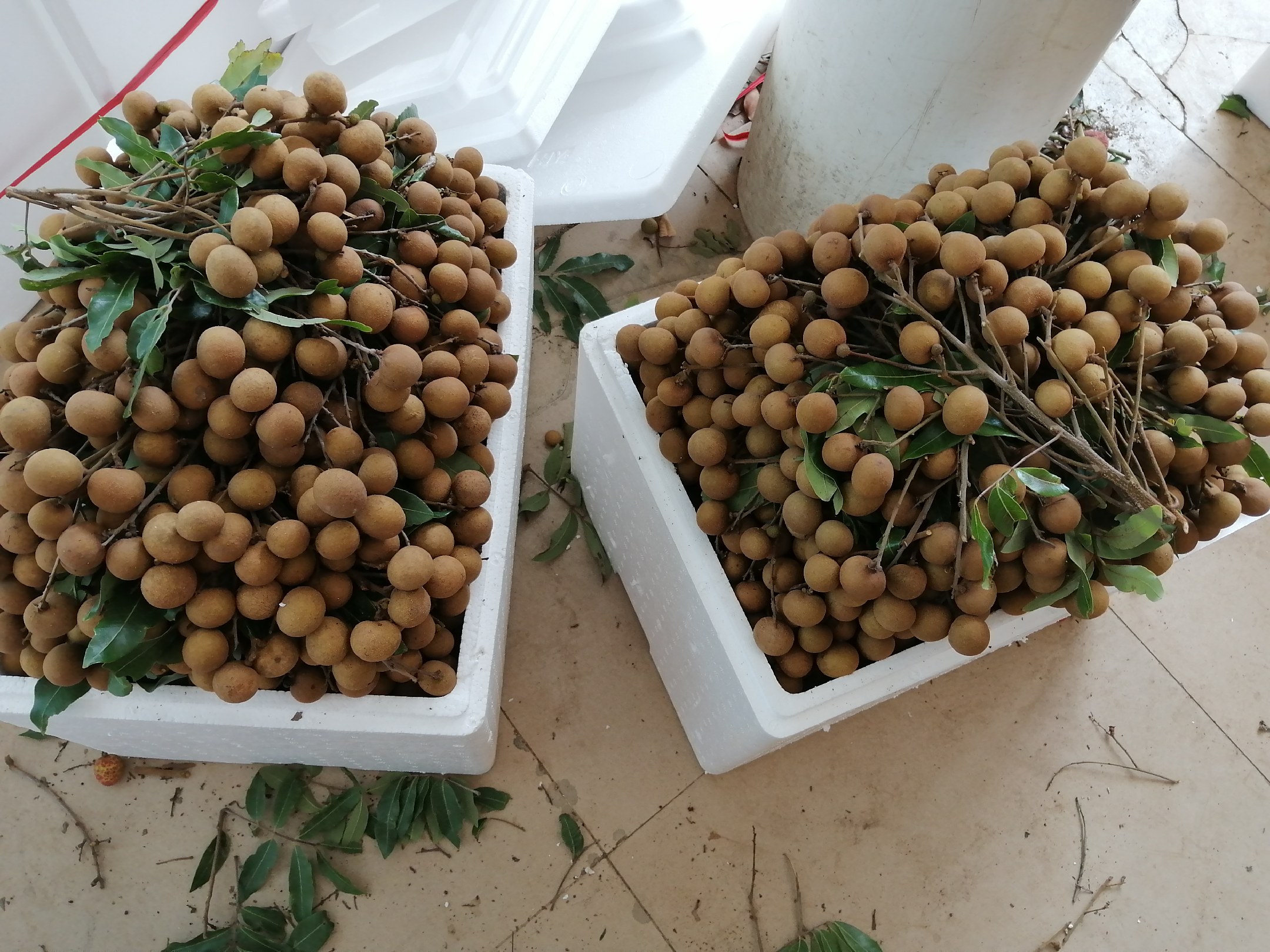 现代化食品加工厂内,储良龙眼经抗冻液浸渍后传送至-30℃平板速冻机,不锈钢传送带匀速运行,红外测温仪实时显示果核中心温度曲线,操作员佩戴低温手套监控冻结进程 储良龙眼超低温速冻生产线