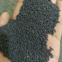 油菜籽1货品保证，水分干，无杂物，颗粒饱满。