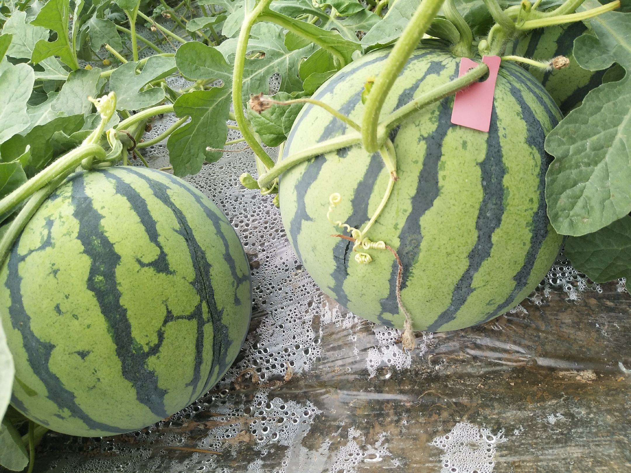 微距特写:一位戴草帽的中年瓜农左手轻托雌花,右手持毛笔蘸取当日采集的新鲜花粉,精准点授于柱头;背景虚化呈现翠绿藤叶与初生小瓜,花瓣上可见细密绒毛与晶莹露珠;工作服袖口沾有微量黄色花粉,体现8424种植中不可或缺的人工授粉工艺 8424西瓜种植户在田间进行人工授粉作业特写