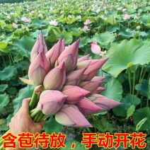 荷花鲜花莲花湖南花卉观赏食用鲜花现采现卖快递空运量大优惠