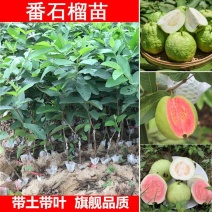 嫁接番石榴苗红心珍珠芭乐苗白肉番石榴树苗盆栽南方种植当年