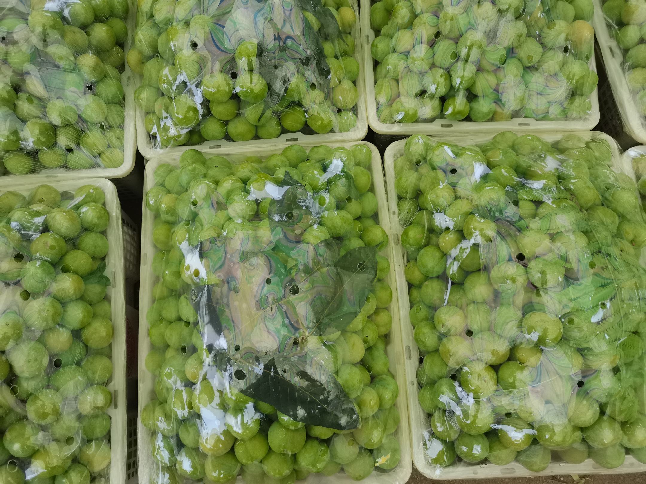 包装精美的汶川青脆李子礼盒