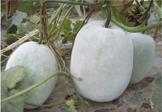 一串铃冬瓜成熟果实采摘场景