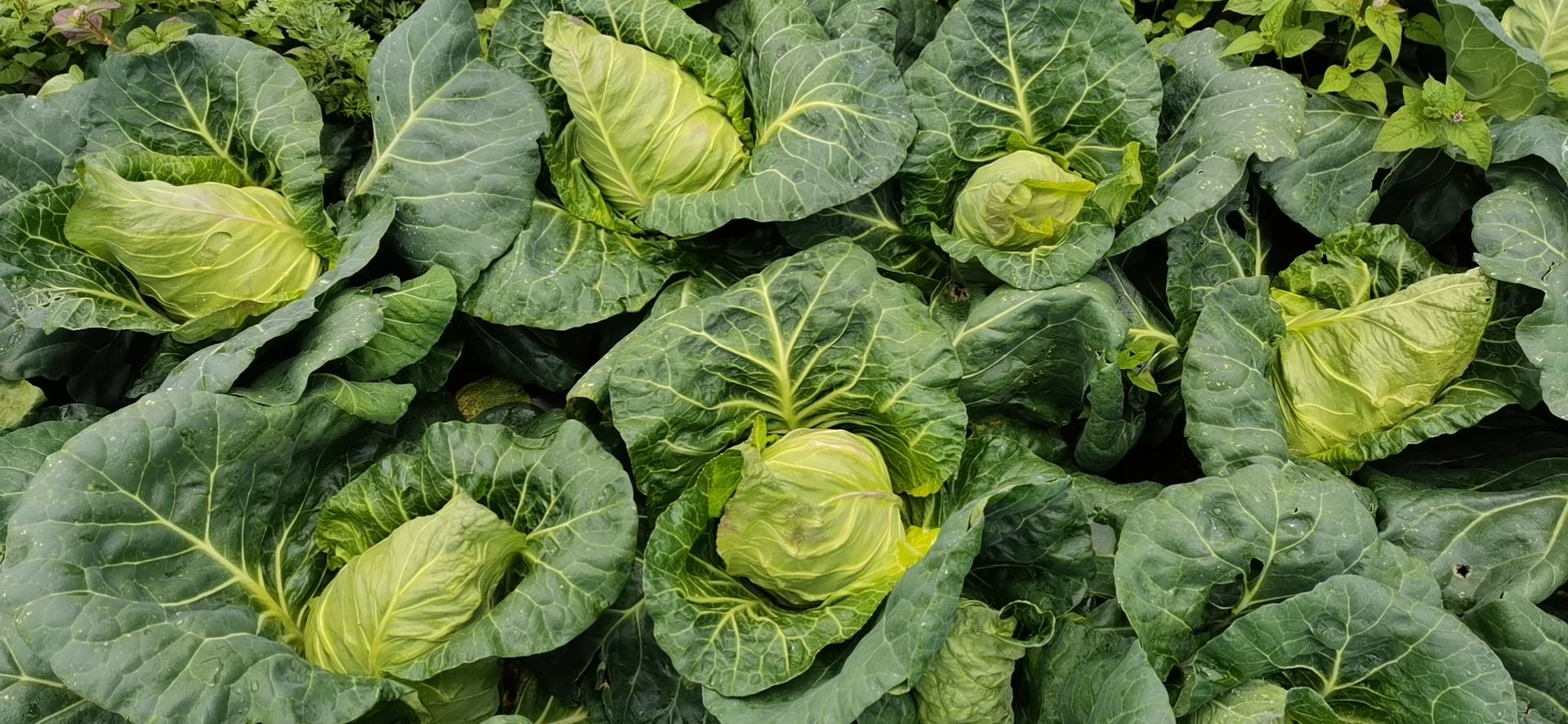 牛心甘蓝采收标准图示