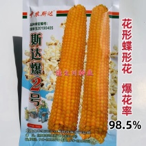 斯达爆2号玉米种子爆玉米花专用玉米种子蝶形花爆花率高
