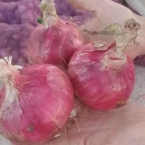 紫皮葱头，二红葱头，基地直供，一手货源，备有冷库，可储存